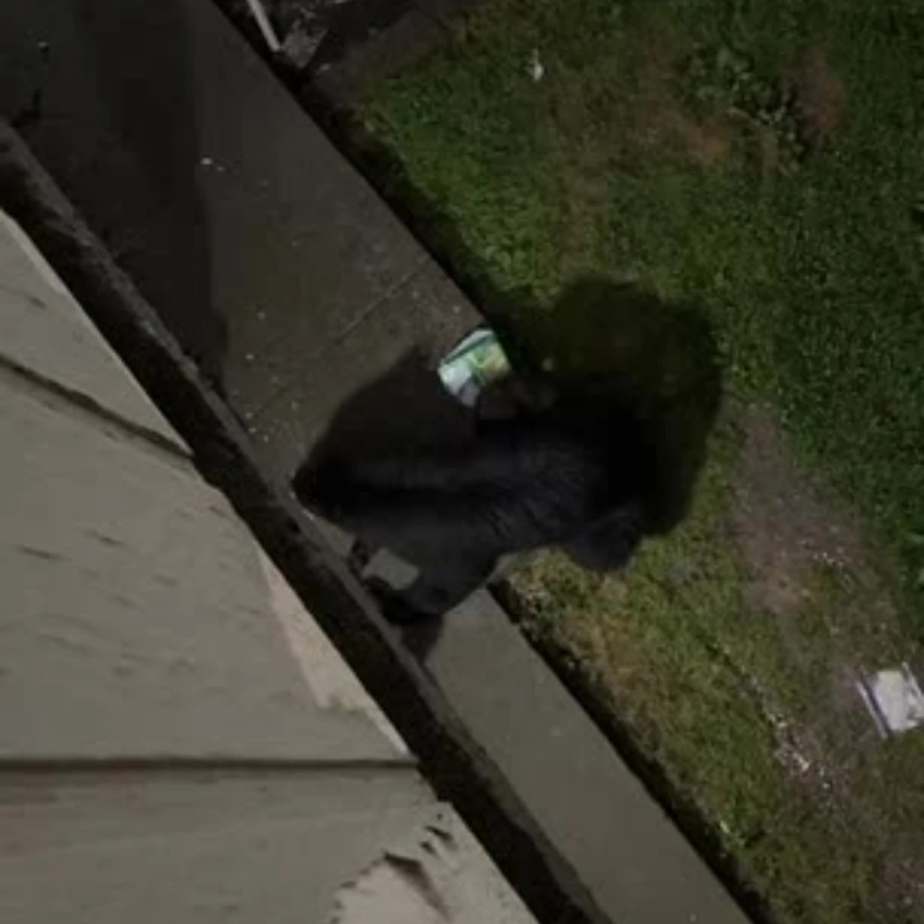 หมีดำ Gatlinburg