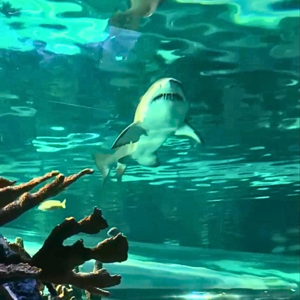 ดูปลาฉลามที่ Aquarium