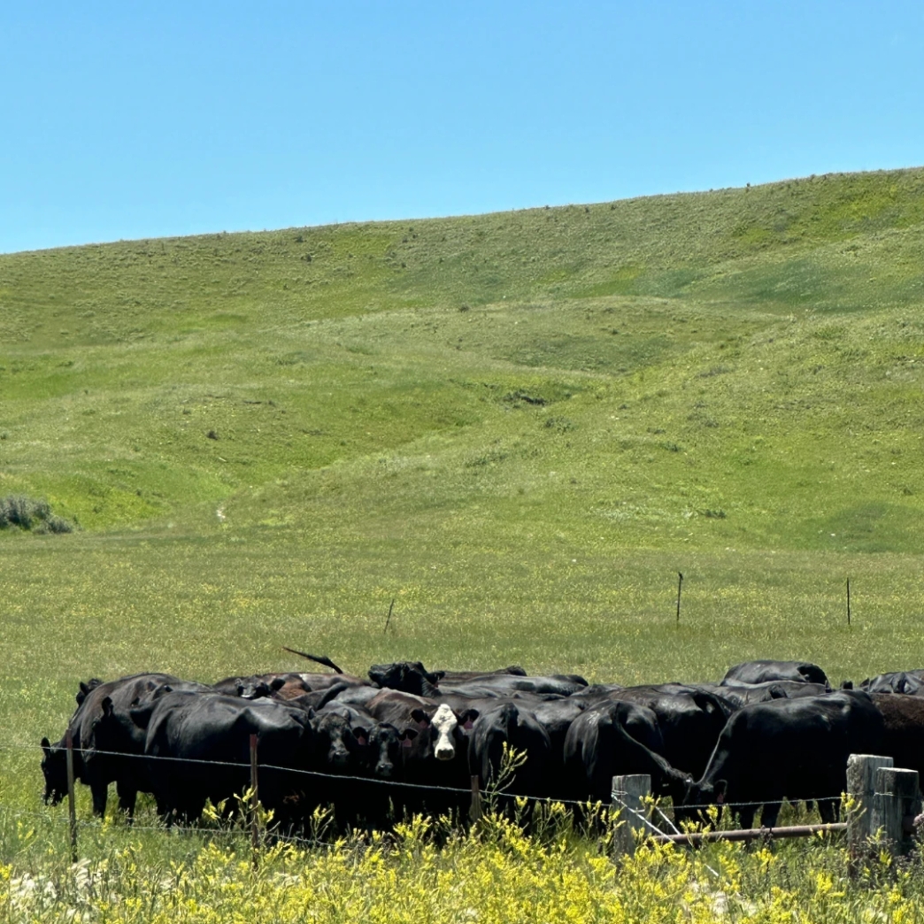 สรุป ภาษา สเปน บ้านพัก สภาพแวดล้อม รีวิว review New Step Best Western Plus Work and Travel Rapid City South Dakota wat2024 Housekeeping ทำงานต่างประเทศ แลกเปลี่ยนวัฒนธรรม ทำงานปิดเทอม ฝึกภาษา อังกฤษ